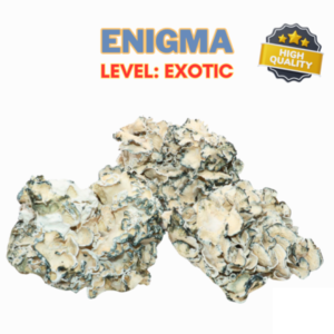 ENIGMA | ShroomCo Magic Mushrooms (EXOTIC)