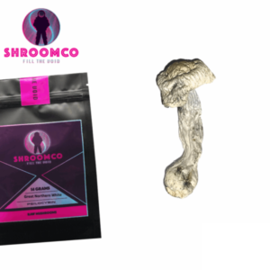 Great Northern White Magic Mushrooms | By ShroomCo®