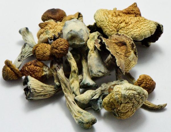 buy b+mushrooms for sale