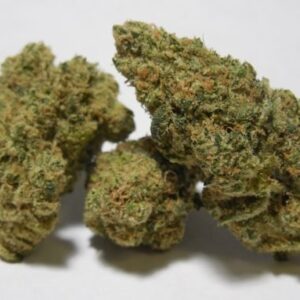 buy white russian strain online in usa